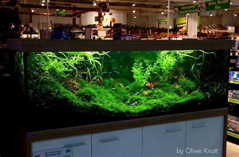 Timeline Photos Wabi Kusa Paludar Um Aquascaping Terrarium