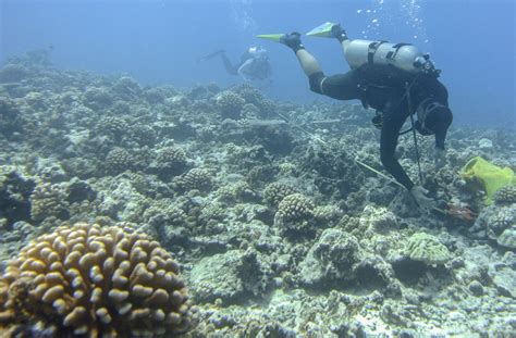 New Research Provides ‘oases Of Hope For The Future Of Coral Reefs