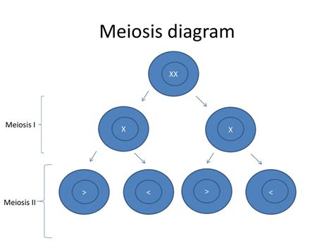 Meiosis Ppt Download