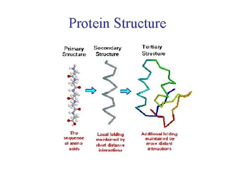 Protein Chemistry Basics Protein Function Protein Structure Primary