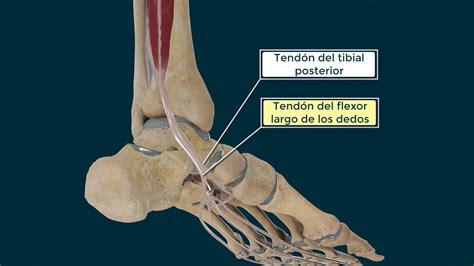 Músculo Tibial Posterior Origen Inserción Función E Inervación Youtube