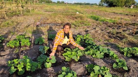 Farm Vlog Nag Harvest Ng Ampalaya At Niluto Nag Bungkal Ng Lupa Para