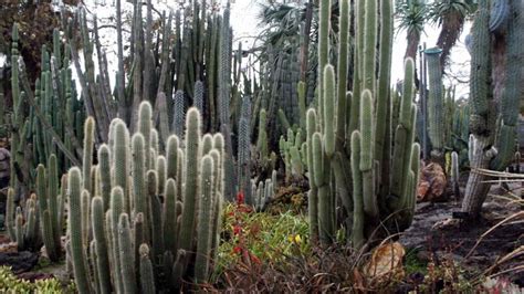 30 formas de tener cactus en tu jardín JARDINES CASA