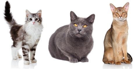 Ancient Cat Breeds: The Oldest Cat Breeds That Still Exist Even Today ...