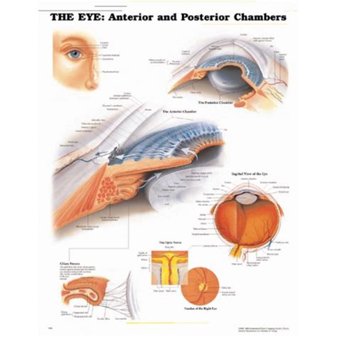 Anterior/Posterior Anatomical Chart - Manufacturer & Exporter of ...