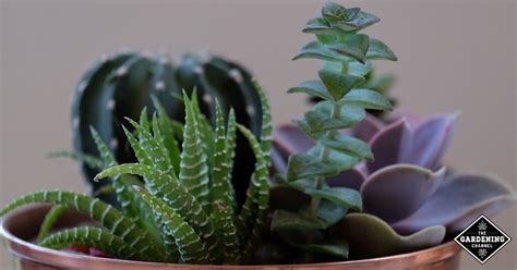 list  succulent plants     gardening channel