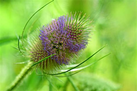 Teasel Dipsacus Fullonum Naturescape Wildflowers Shop Now