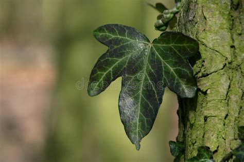 Ivy Leaf Stock Photo Image Of Detail Natural Nature 6280844