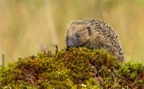 Hedgehog, wild, native, European hedgehog (Erinaceus Europaeus) in ...