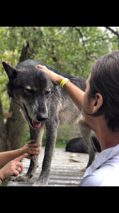 Me Petting A Wolf Rsweatypalms