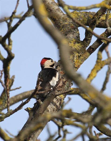 Belegbild Blutspecht Ngid Naturgucker De Enjoynature