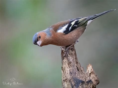 A Curious Male Chaffinch Vicky Outen Flickr