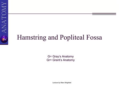 Hamstring And Popliteal Fossa Ii Ppt