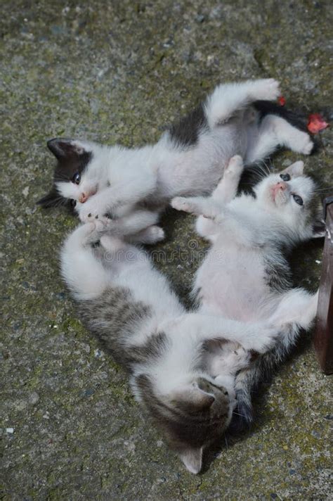 Three Little Kittens are Playing Stock Image - Image of animal, kittens ...