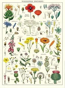 Amazon Cavallini Decorative Paper Wildflowers X Sheet