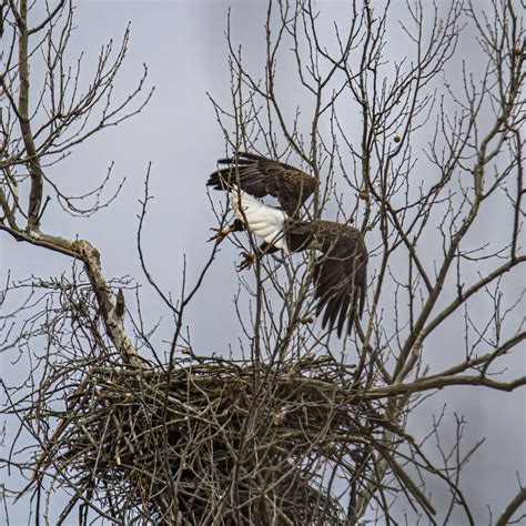 Distant eagle nest | Mike Powell