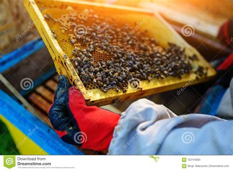 L Apiculteur Prend Le Cadre Avec Le Nid D Abeilles De La Ruche Image