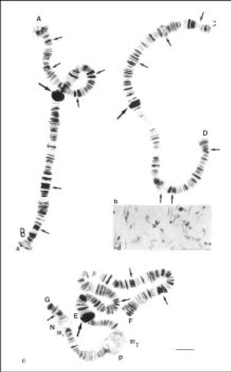 Polytene Chromosomes Of Kiefferulus Tendipediformis A Chromosome