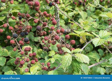 Blackberry bushes stock image. Image of healthy, black - 185070865