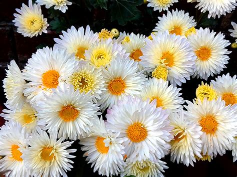 Free stock photo of beautiful flowers, chrysanthemum, flower wallpaper