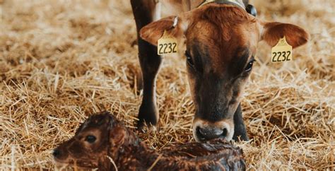 Dairy Cows And Their Newborn Calves