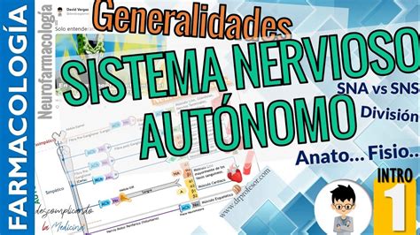 Arriba Imagen Mapa Mental Del Sistema Nervioso Autonomo Abzlocal Mx