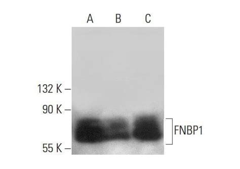 FNBP1 Antibody C 9 SCBT Santa Cruz Biotechnology