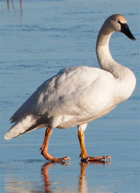 How Exactly Is A Trumpeter Swan Different From A Tundra Swan