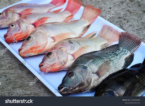 types tilapia nile fish  stock photo  shutterstock