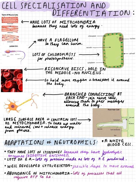 Cell Specialisation And Differentiation Biology A Level Year One