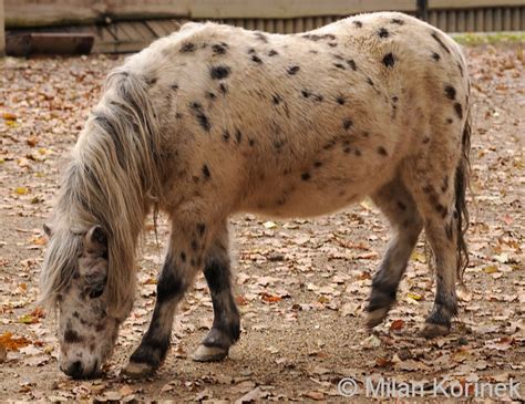 Miniature Horse Breeds - Top Five Most Popular Miniature Horse Breeds