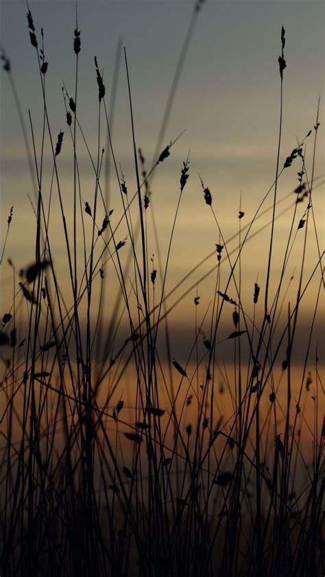 Closeup View Of Grass Blue Sky Silhouette Twilight Dark Background 4k Hd Dark Background