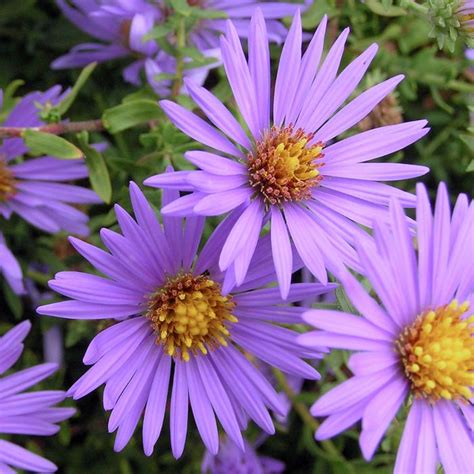 October Skies Aster Sooner Plant Farm