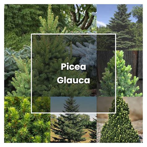 How To Grow Picea Glauca Plant Care And Tips Norwichgardener