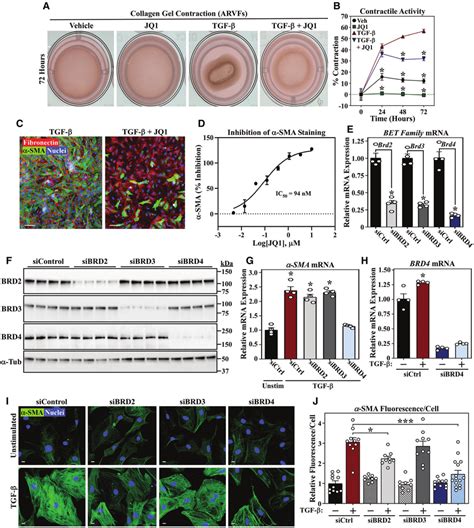 JQ1 suppresses TGF β induced cardiac fibroblast activation A Adult