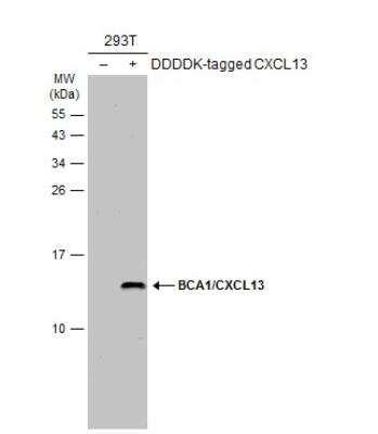 CXCL13 BLC BCA 1 Antibody BSA Free NBP2 16041 Bio Techne