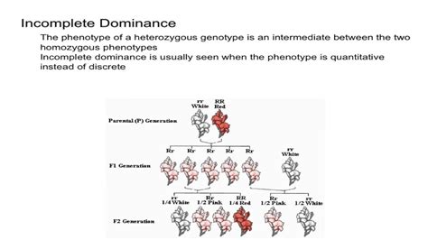 Incomplete Dominance - YouTube