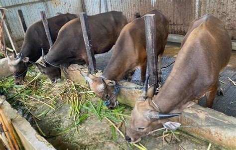 Jelang Idul Adha Pemko Batam Perketat Pengawasan Pintu Masuk Hewan