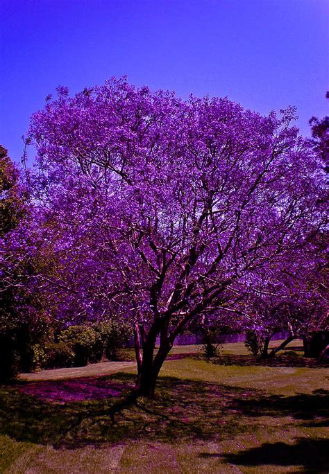 Jacaranda trees Photograph by AMA Studios - Fine Art America