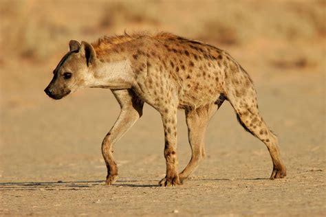 hyena - Kids | Britannica Kids | Homework Help