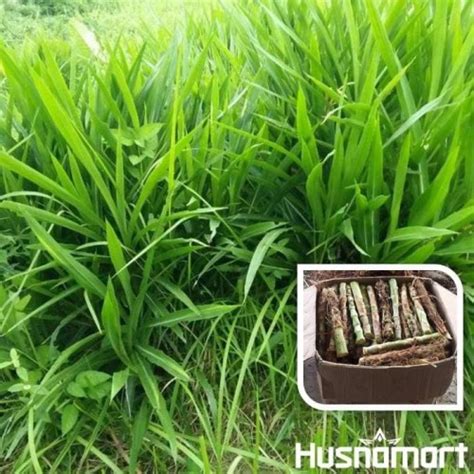 Jual Bibit Rumput ODOT Pakan Ternak Alternatif Kambing Sapi Domba 1kg