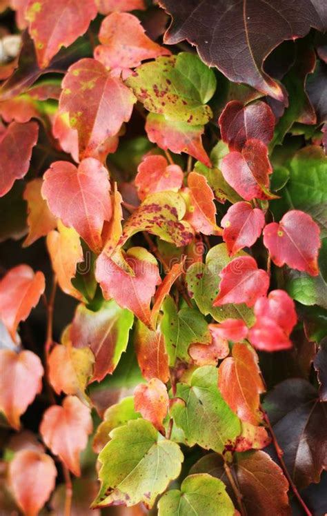 Close Up Of Ivy Leaves Stock Photo Image Of Beauty Leaf 23569264