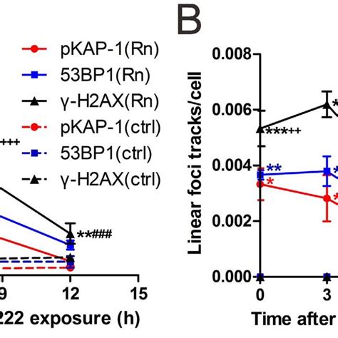 The Formation Of Linear H Ax Bp And Pkap Foci Tracks In Hpbls