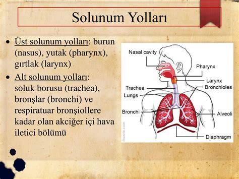 SOLUTION Solunum Sistemi Anatomisi Studypool