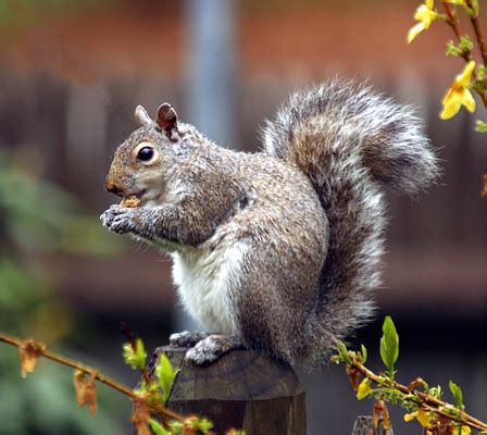 Eastern Gray Squirrel - Discover Lewis & Clark