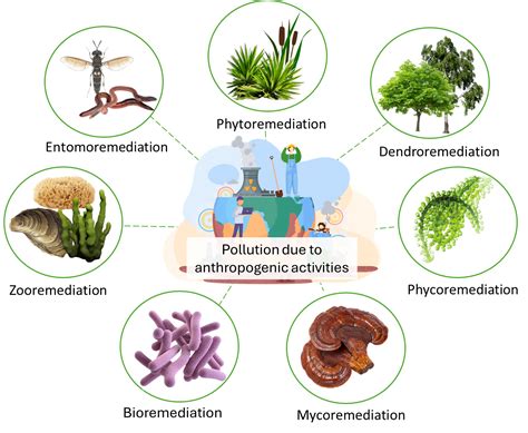 Limpiar Con La Ayuda De La Naturaleza Explorando La Remediación