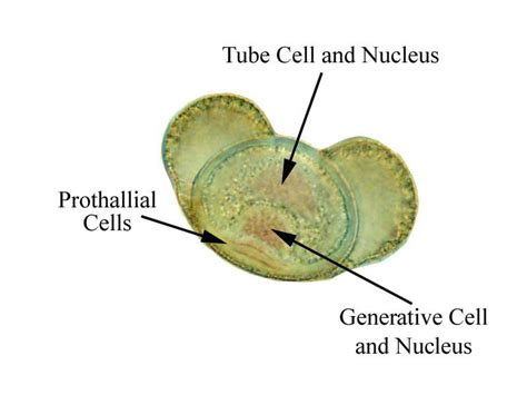 Pine Seed Cross Section