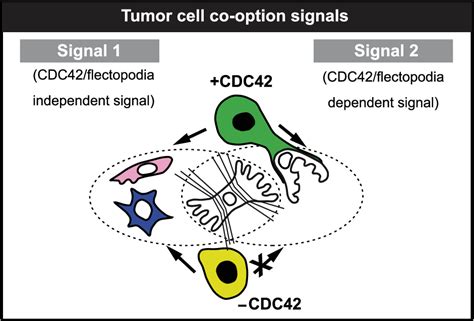 Figure 5 From Glioblastoma A Pathogenic Crosstalk Between Tumor Cells