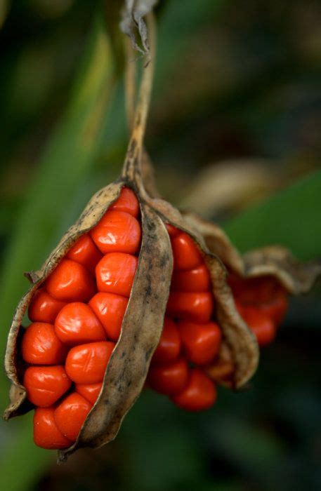 Planting Seeds Planting Flowers Macro Photography Nature Color Photography Trendy Plants