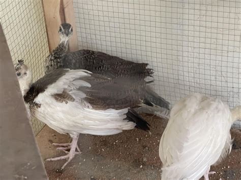 Peafowl Almost 2 Months Old I Would Like To Know The Gender I Know Its